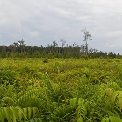 Indonesian peat forest which burned in 2015